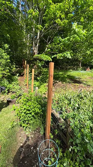 Tree & Shrub Care