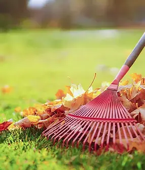 Seasonal Clean-Ups
